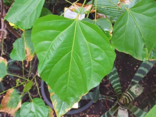 Herbal Untuk Diare