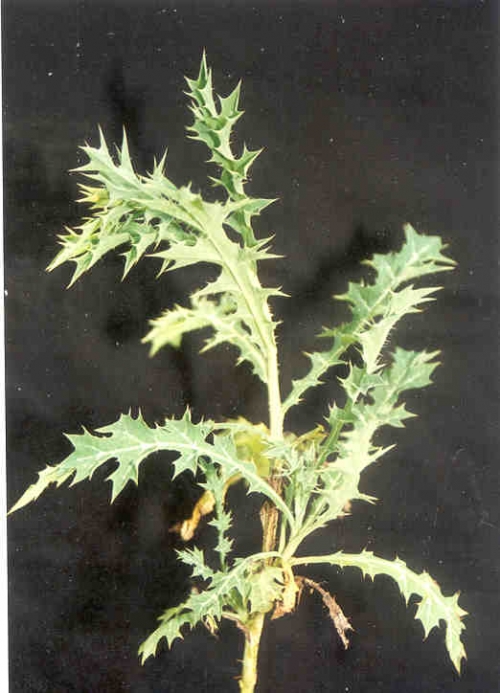 herbal penyakit gondok