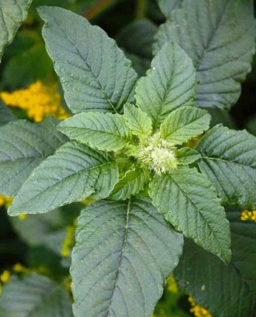 Herbal Untuk Penyakit Stroke