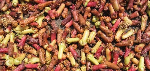 herbal sakit gigi