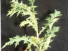 herbal penyakit gondok