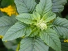 Herbal Untuk Penyakit Stroke