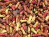 herbal sakit gigi